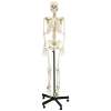 Buy Generic 168cm Human Skeleton Model in Kenya