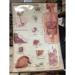 Buy Generic Human Digestive System Chart in Kenya