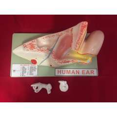 Buy Human Ear Model in Kenya
