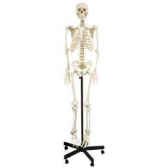Buy Generic 168cm Human Skeleton Model in Kenya