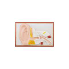 Buy Plastic Human Auditory Size Model in Kenya