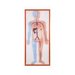 Buy Plastic Human Circulatory Size Model in Kenya