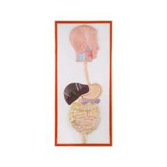 Buy Plastic Human Digestive Size Model in Kenya
