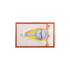 Buy Plastic Human Eye Size Model in Kenya