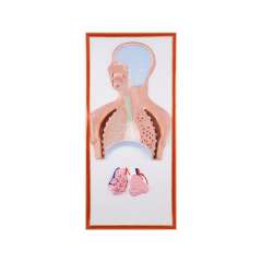 Buy Plastic Human Respiratory Size Model in Kenya