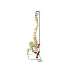 Buy Spine Model in Kenya