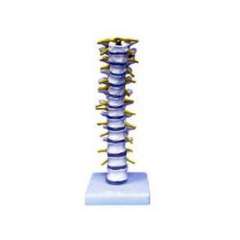 Buy Thoracic Vertebra Model in Kenya