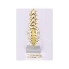 Buy Lumbar Vertebra with Spinal Nerves Model in Kenya