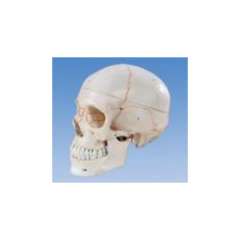 Buy Skull with Number Model in Kenya