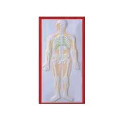 Buy Plastic Human Nervous Size Model in Kenya