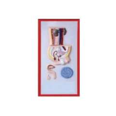 Buy Plastic Human Reproductive Size Model in Kenya