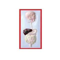 Buy Plastic Human Excretory Size Model in Kenya