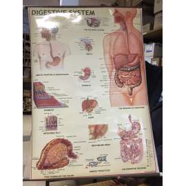 Buy Generic Human Digestive System Chart in [storefront]