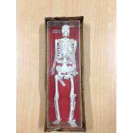 Buy Generic 12inch Human Skeleton in [storefront]