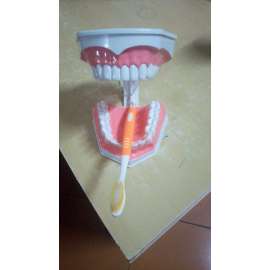 Buy Generic Dental Mouth Model in [storefront]