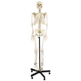 Buy Generic 168cm Human Skeleton Model in [storefront]