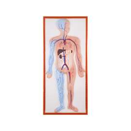 Buy Plastic Human Circulatory Size Model in [storefront]