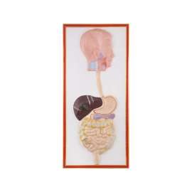 Buy Plastic Human Digestive Size Model in [storefront]