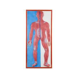 Buy Plastic Human Muscular Size Model in [storefront]