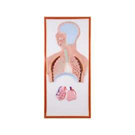 Buy Plastic Human Respiratory Size Model in [storefront]