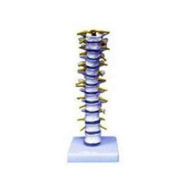 Buy Thoracic Vertebra Model in [storefront]