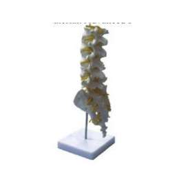 Buy Lumbar Vertebra Model in [storefront]
