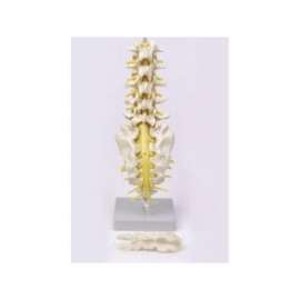 Buy Lumbar Vertebra with Spinal Nerves Model in [storefront]
