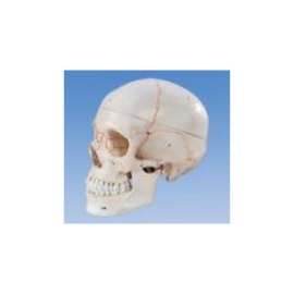 Buy Skull with Number Model in [storefront]