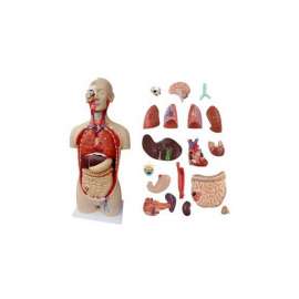 Buy Genderless Torso 18Part Model in [storefront]