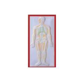 Buy Plastic Human Nervous Size Model in [storefront]