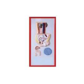 Buy Plastic Human Reproductive Size Model in [storefront]