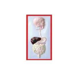 Buy Plastic Human Excretory Size Model in [storefront]