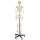 Buy Generic 168cm Human Skeleton Model in [storefront]