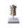 Buy Cervical Vertebral Column Model in [storefront]