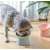 Buy Oblique Wide Mouth Elevated Pet Bowl in [storefront]