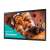 Buy Samsung QB24C 24" Crystal UHD Signage in Kenya
