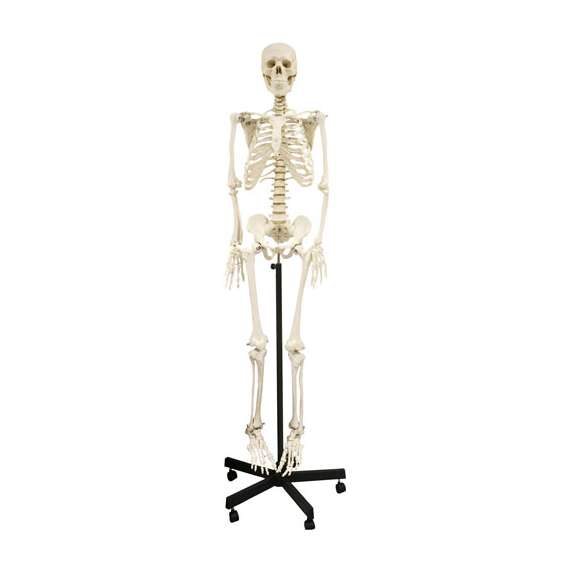 Buy Generic 168cm Human Skeleton Model in [storefront]