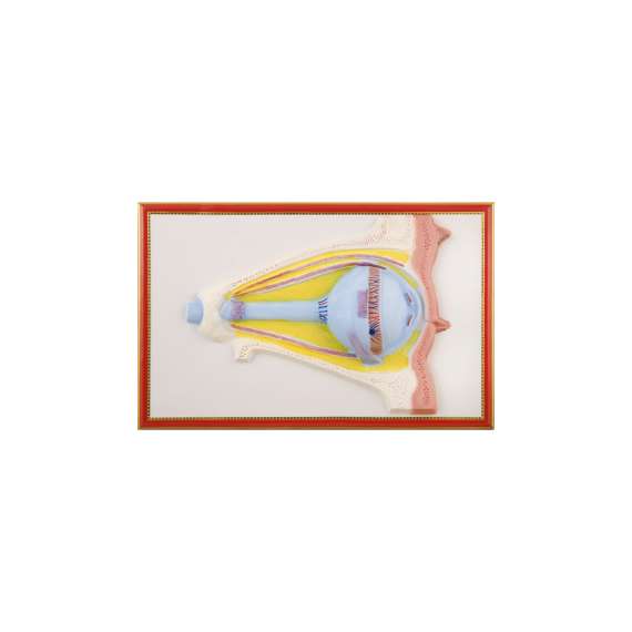 Buy Plastic Human Eye Size Model in [storefront]
