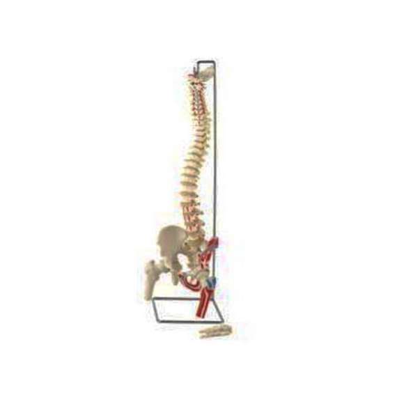 Buy Flexible Spinal Column with Femur Model in [storefront]