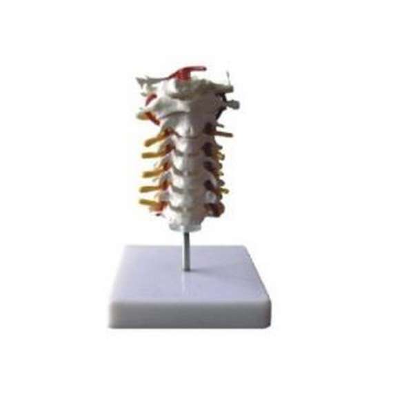 Buy Cervical Vertebral Column Model in [storefront]