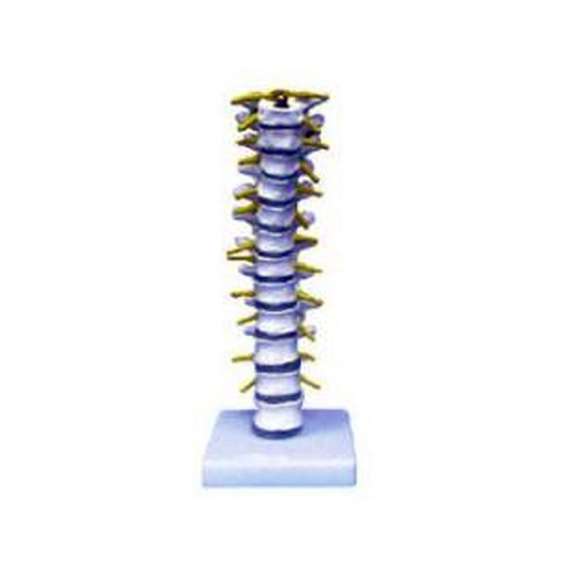 Buy Thoracic Vertebra Model in [storefront]