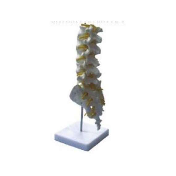 Buy Lumbar Vertebra Model in [storefront]