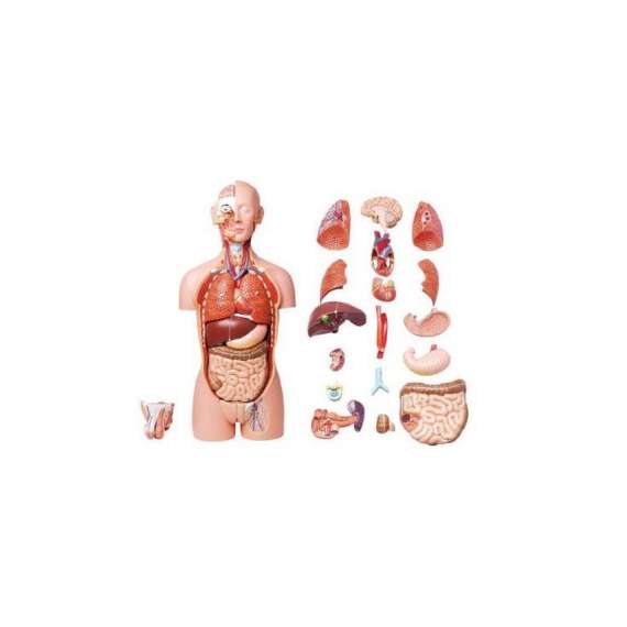 Buy Dual Gender Torso 27-Part Model in [storefront]
